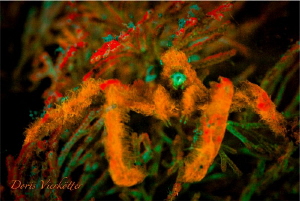 Orang Hutan Crab Fluo Night Dive by Doris Vierkötter 